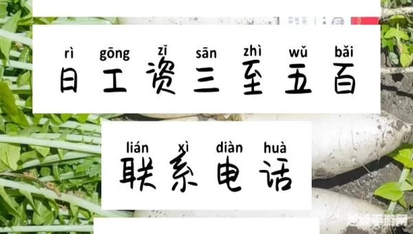 萝卜招聘