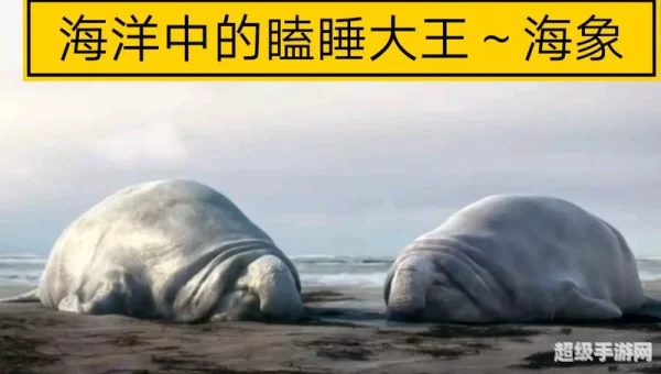 瞌睡大王指的是海洋中的海象